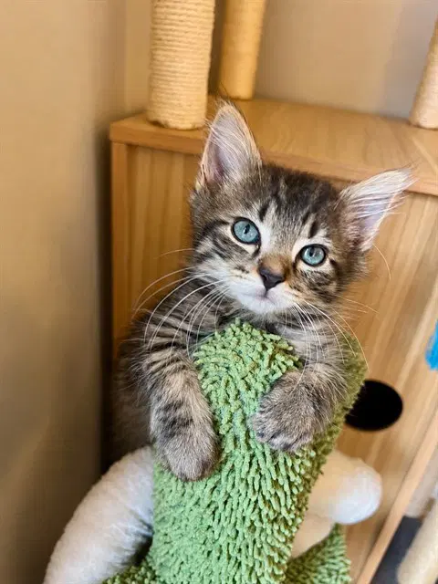 Echo - Domestic Medium Hair