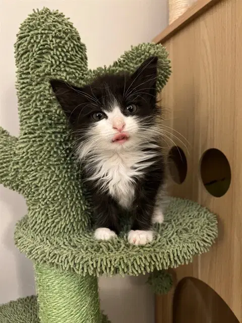 Harmony - Domestic Medium Hair
