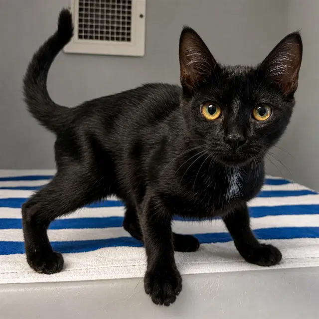 Carl - Domestic Short Hair