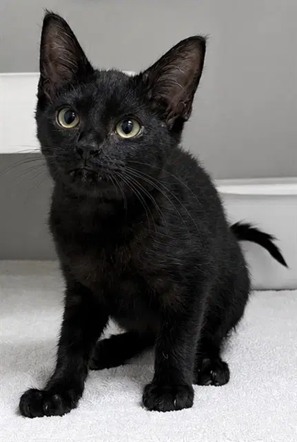 Mindy - Domestic Short Hair