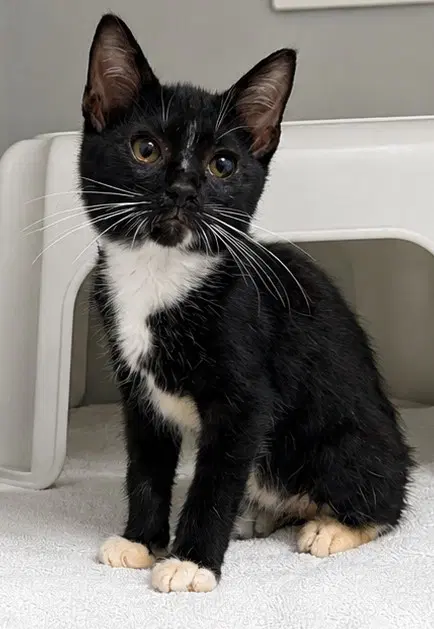 Mork - Domestic Short Hair
