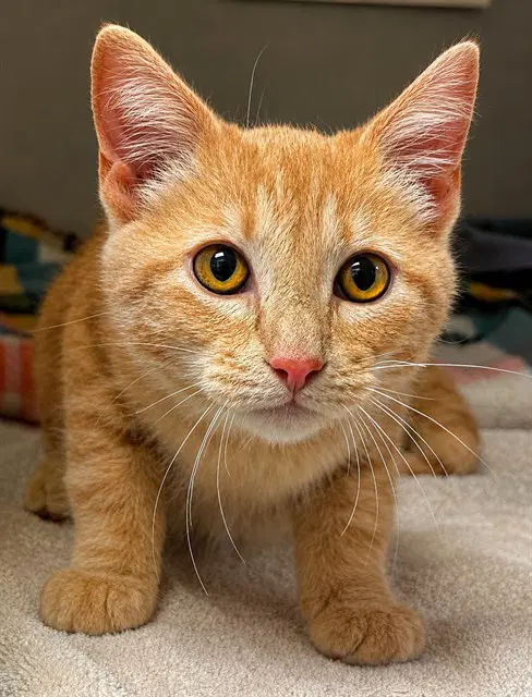 Mac - Domestic Short Hair