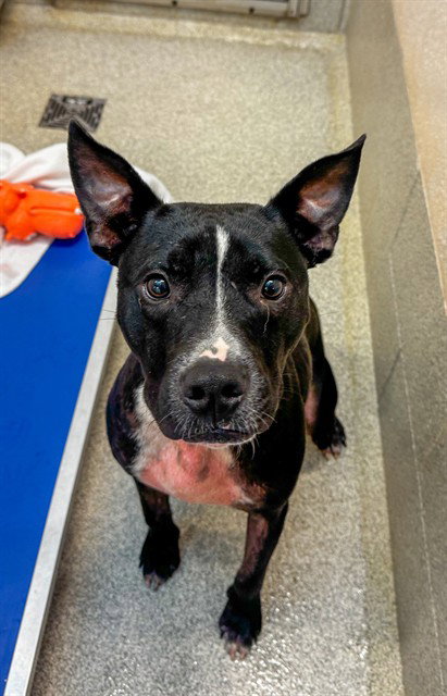 picture of the dog needing adoption