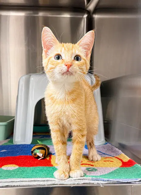 Oswald - Domestic Short Hair