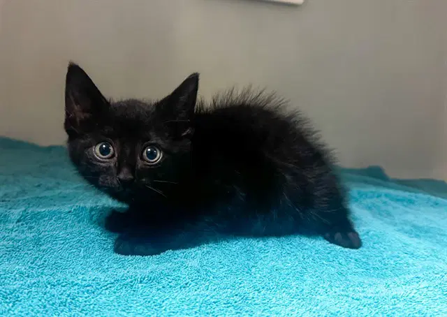 Urchin - Domestic Short Hair