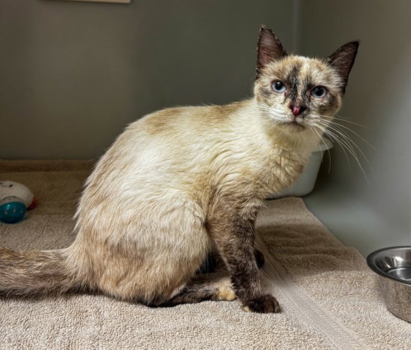MATCHA