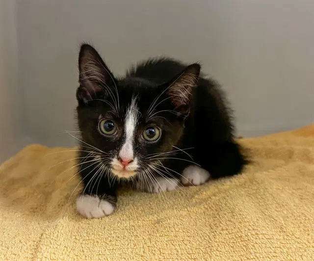 Darth Vader - Domestic Short Hair