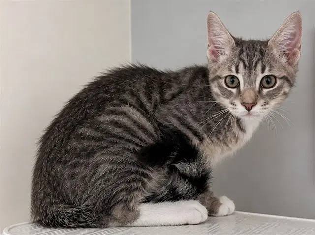 Penguin - Domestic Short Hair
