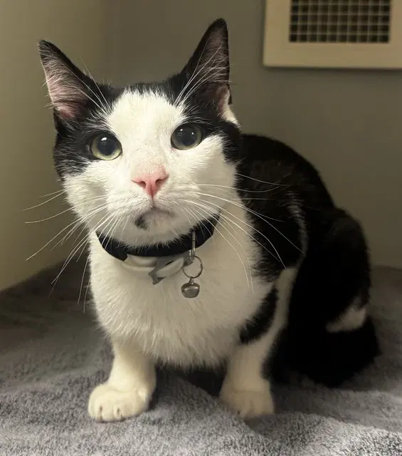 Gary - Domestic Short Hair