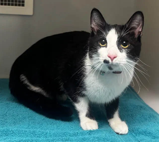 Denver - Domestic Short Hair