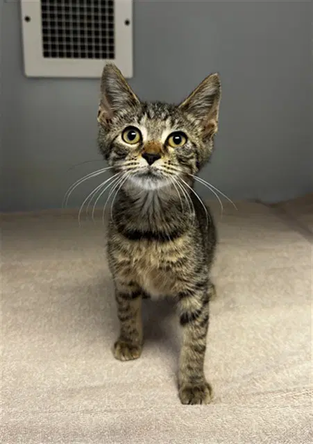 Whopper - Domestic Short Hair