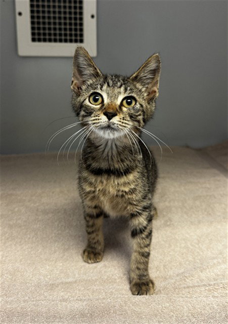 picture of the cat needing adoption