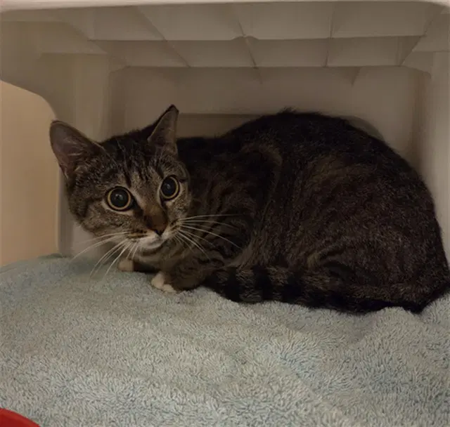 Millie - Domestic Short Hair