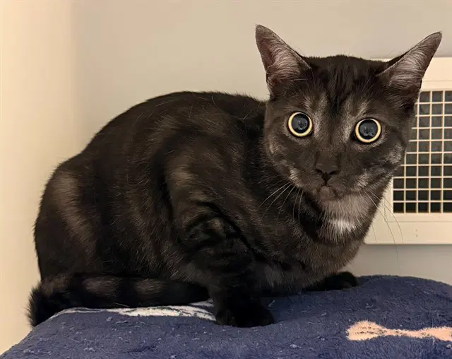 Theo - Domestic Short Hair