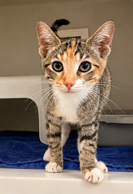 Tape Dispenser - Domestic Short Hair