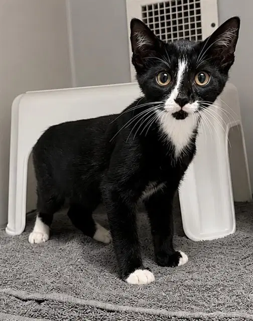 Stapler - Domestic Short Hair