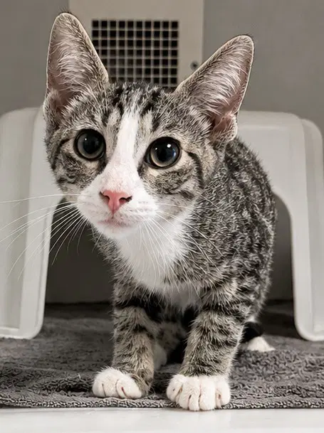 Hole Punch - Domestic Short Hair