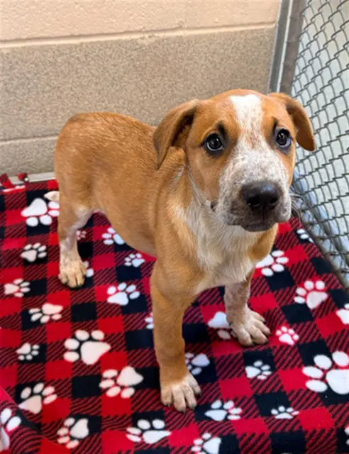 Linney - Australian Cattle Dog/Blue Heeler