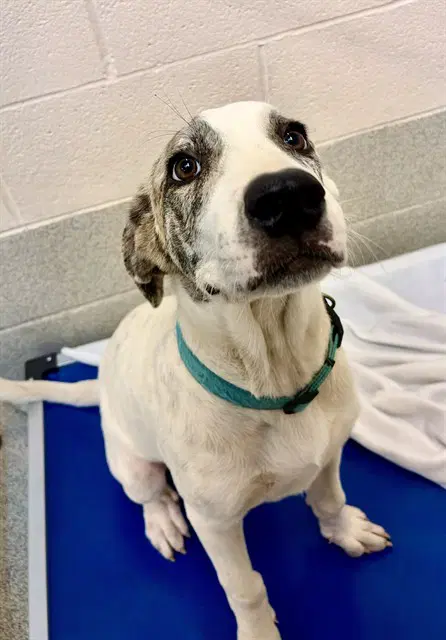Fiona - Australian Cattle Dog/Blue Heeler