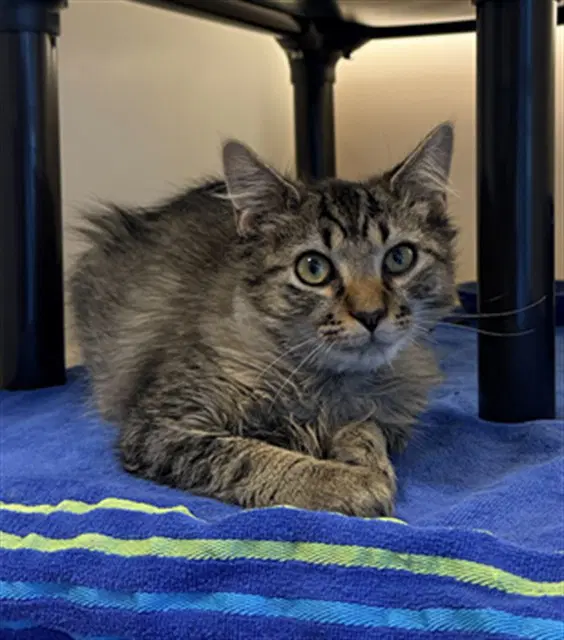 Smitty - Domestic Long Hair