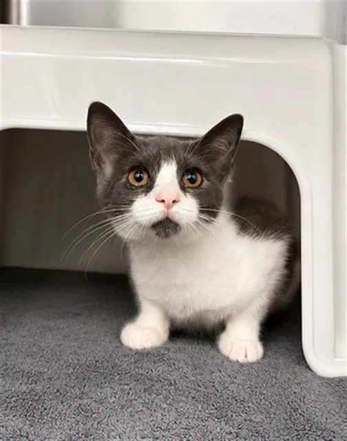 Sangria - Domestic Short Hair