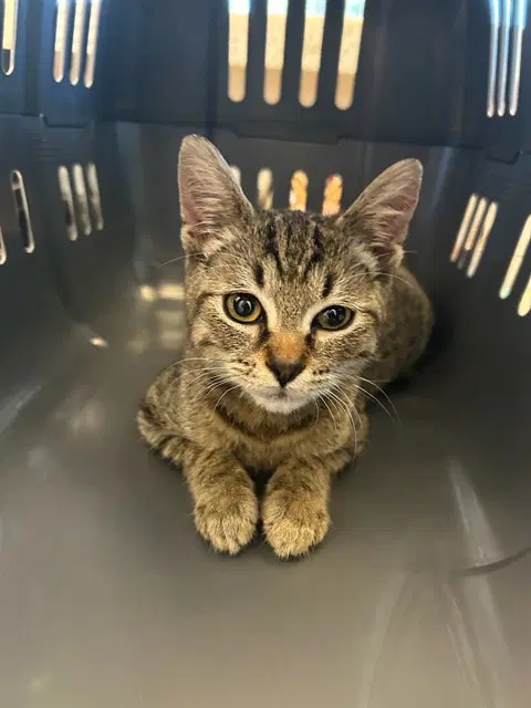 Parfait - Domestic Short Hair