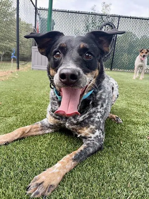 Sissy - Australian Cattle Dog/Blue Heeler