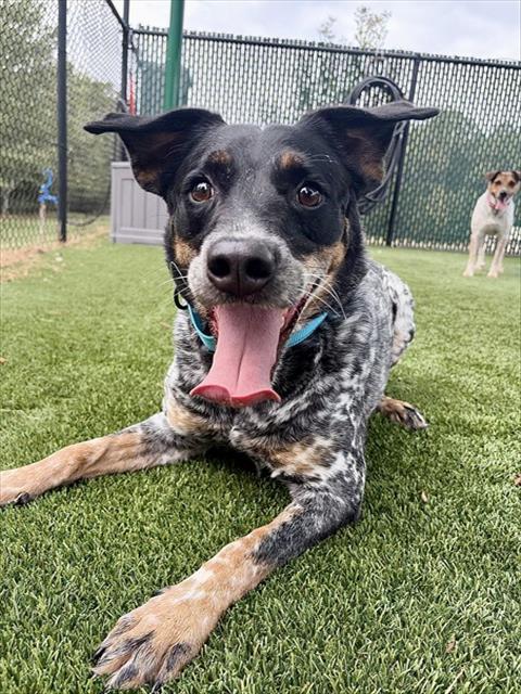 SISSY, a dog for adoption from Iredell County Animal Services and Control Department