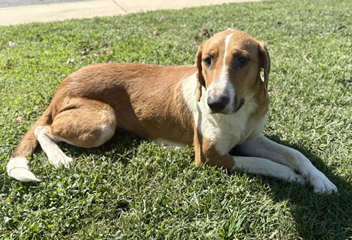 picture of the dog needing adoption