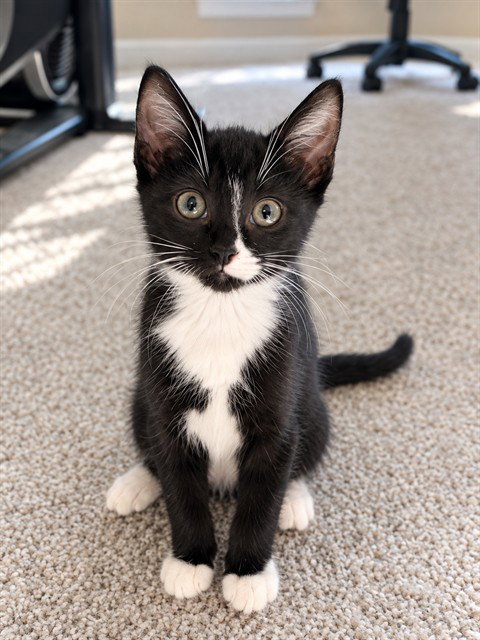 picture of the cat needing adoption