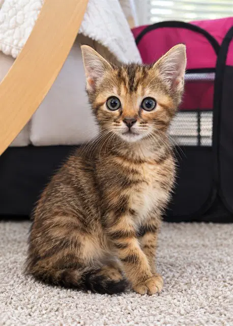 Lucy - Domestic Short Hair