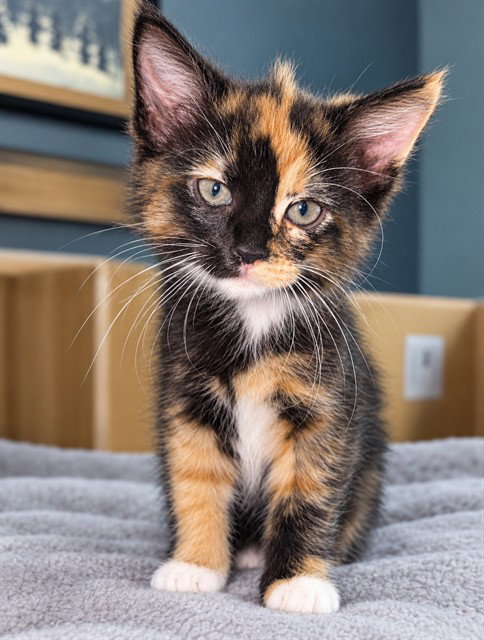 picture of the cat needing adoption