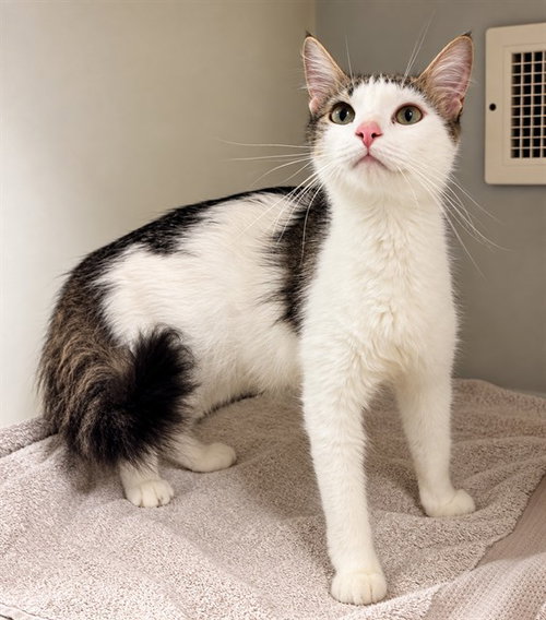 picture of the cat needing adoption