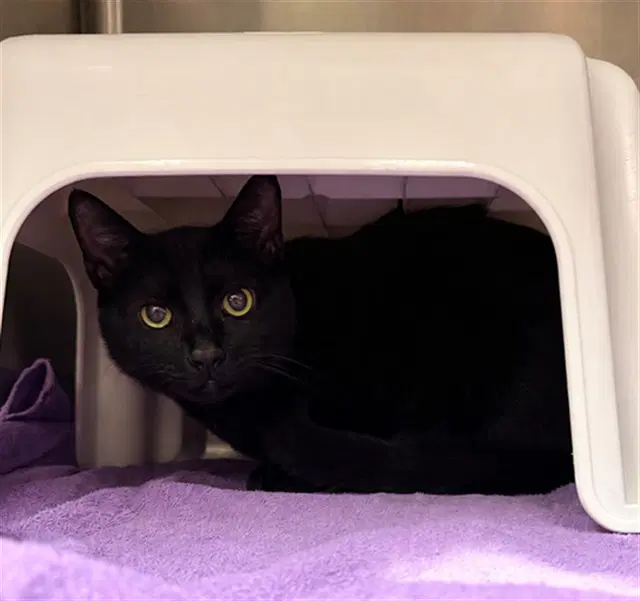 Mr Kitty - Domestic Short Hair
