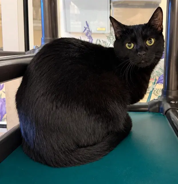 Mr Kitty - Domestic Short Hair