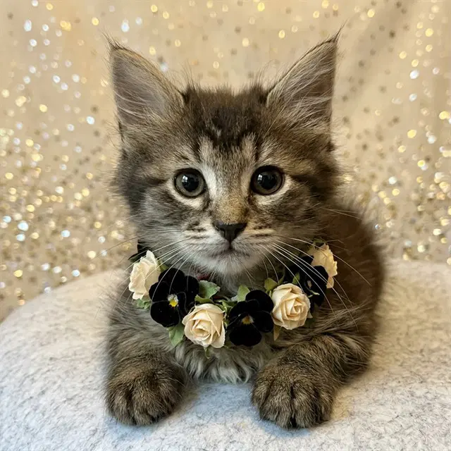 Bellatrix - Domestic Medium Hair