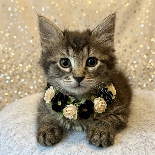 Bellatrix