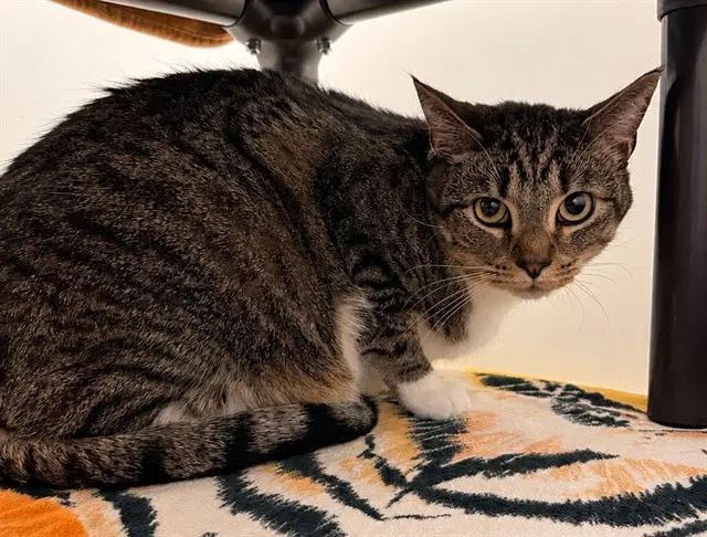 Siracha - Domestic Short Hair