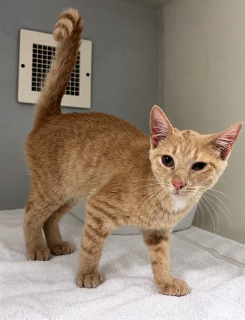 Willie - Domestic Short Hair