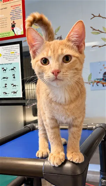 Willie - Domestic Short Hair