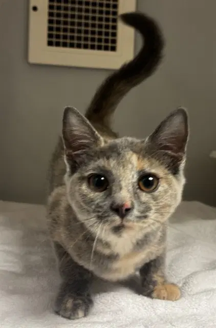 Nillie - Domestic Short Hair