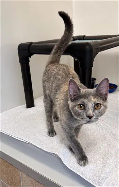 Nillie - Domestic Short Hair