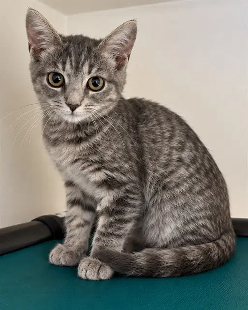 Narnia - Domestic Short Hair