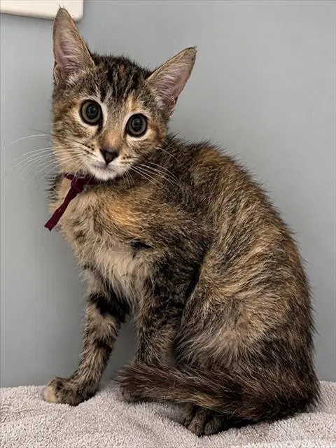 Lucy - Domestic Short Hair