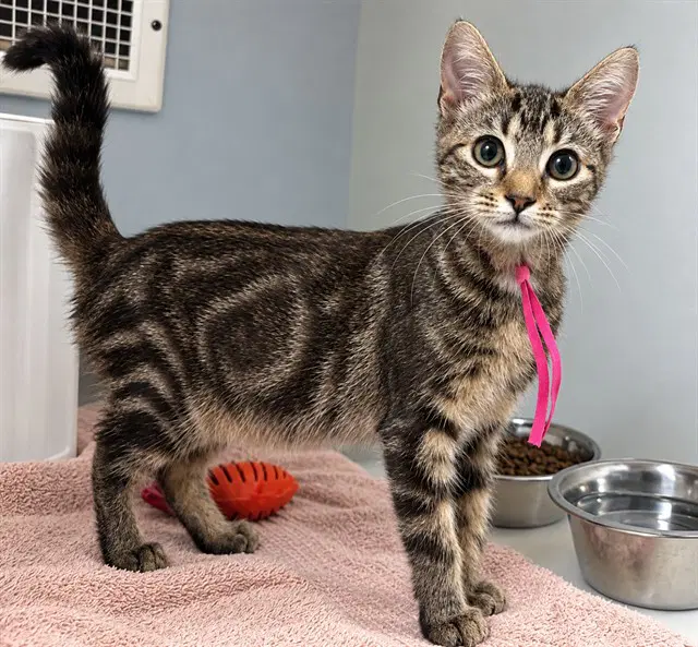Susan - Domestic Short Hair