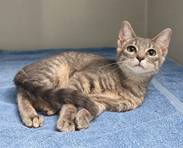 Jadis - Domestic Short Hair