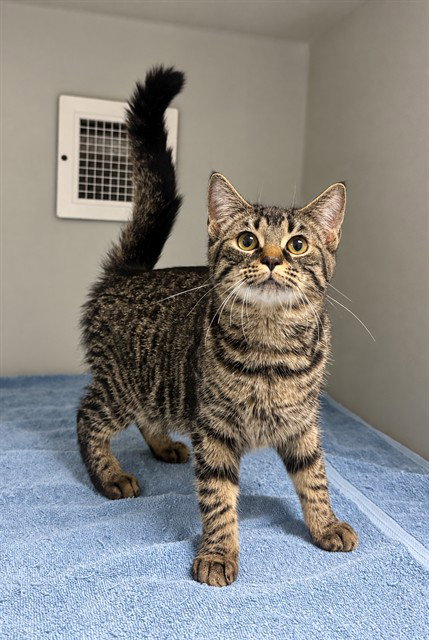 JILL, a cat for adoption from Iredell County Animal Services and Control Department