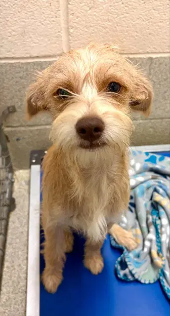 Jb - Terrier