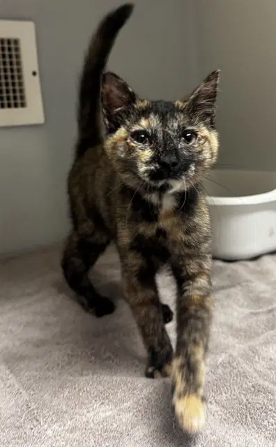 Millie - Domestic Short Hair