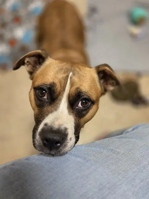Lily Kathryn - Boxer